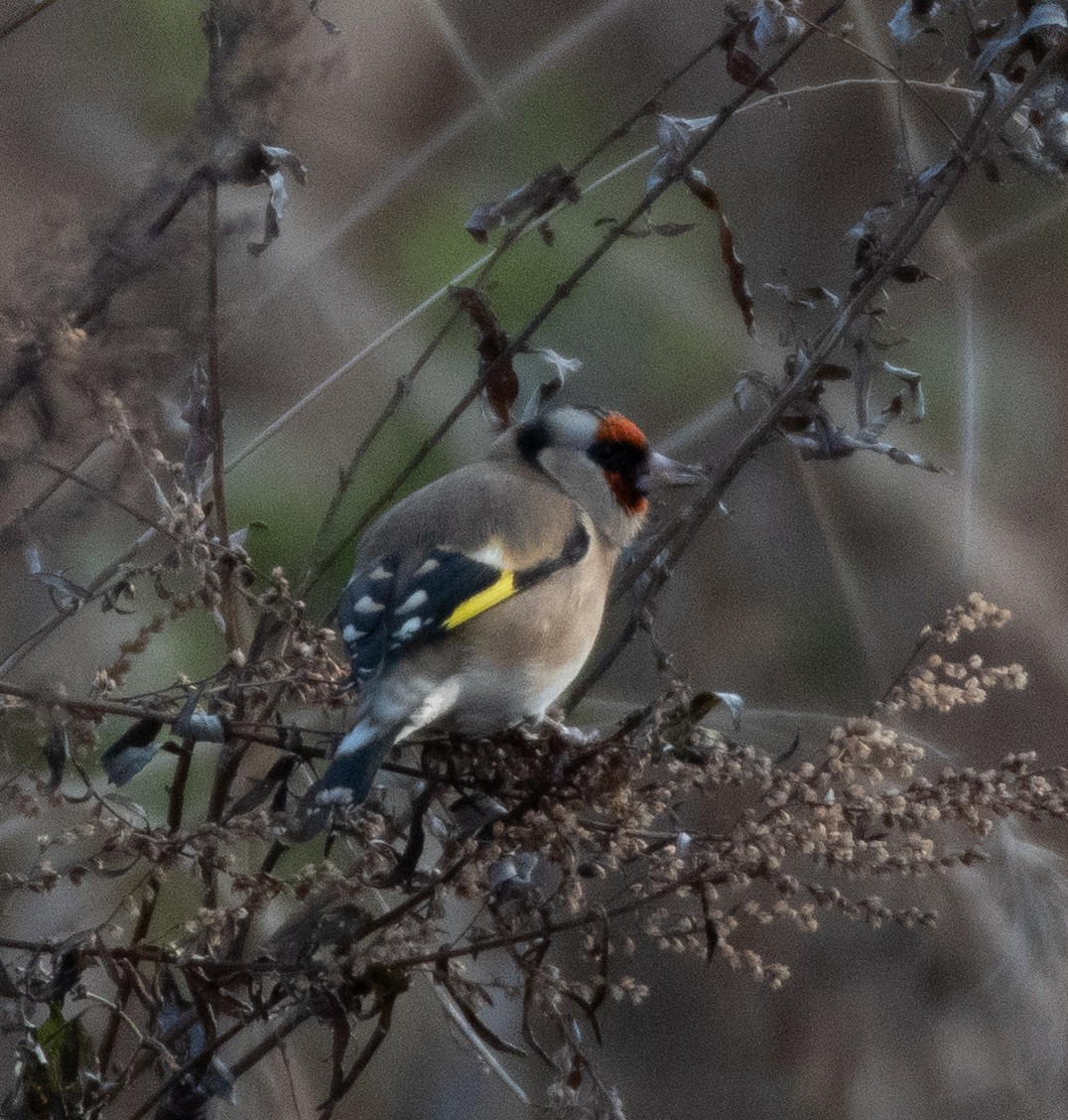 European Goldfinch - ML287042031