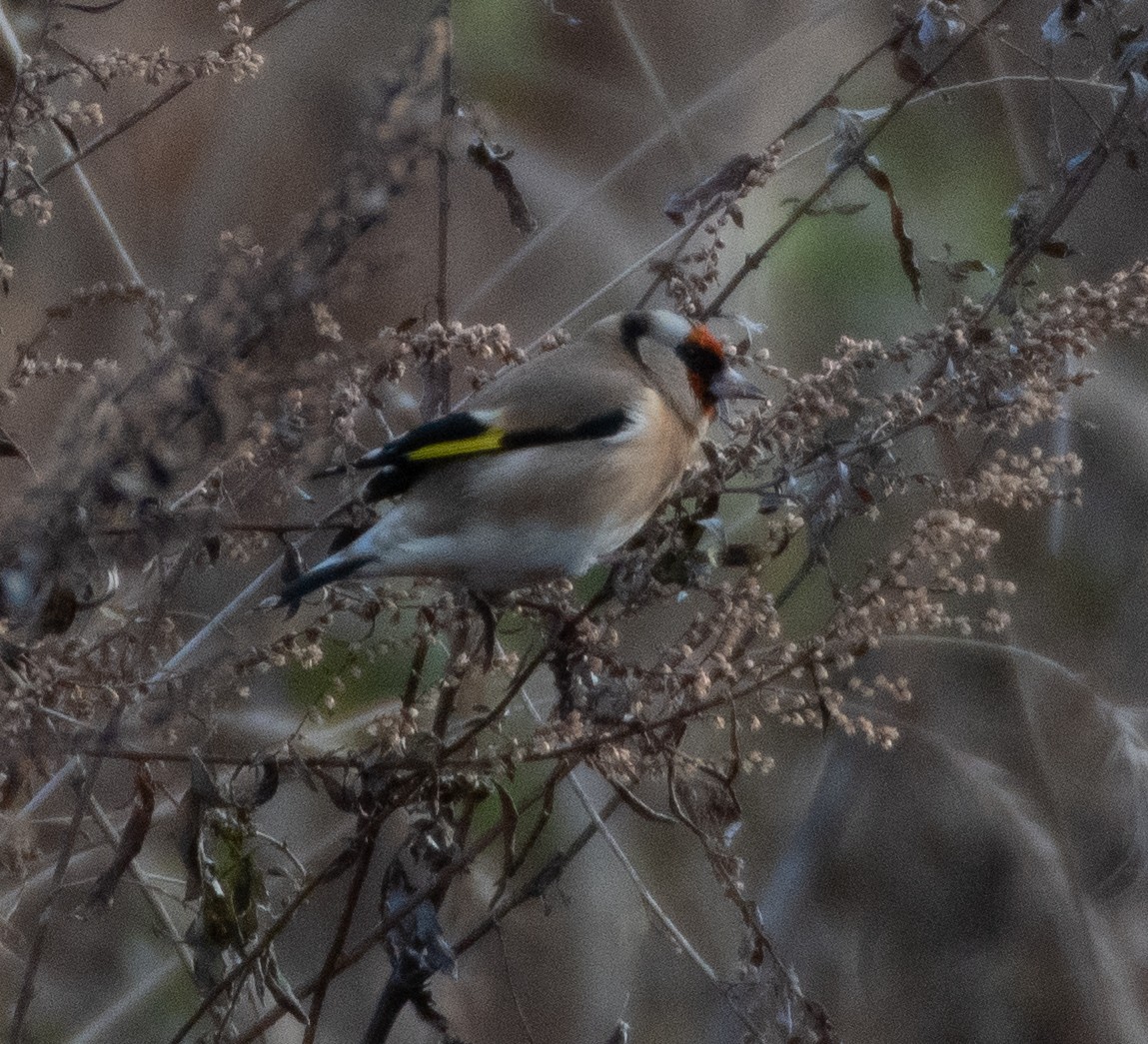 European Goldfinch - ML287042041