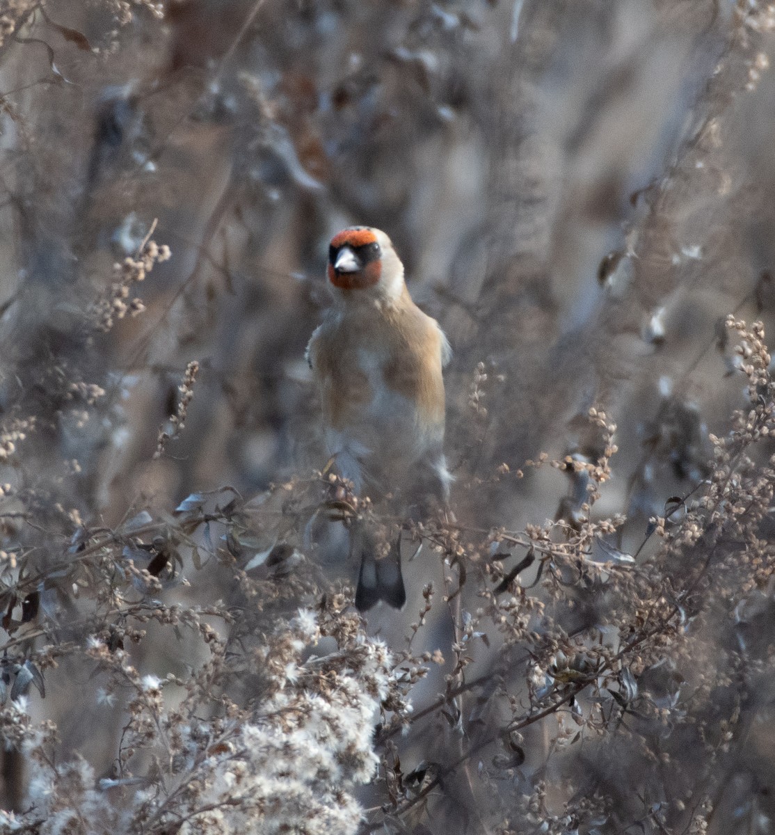 European Goldfinch - ML287042061