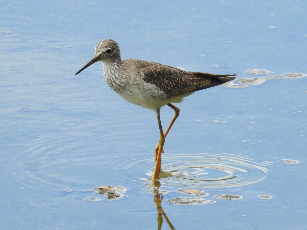 Lesser Yellowlegs - Daniel Garrigues