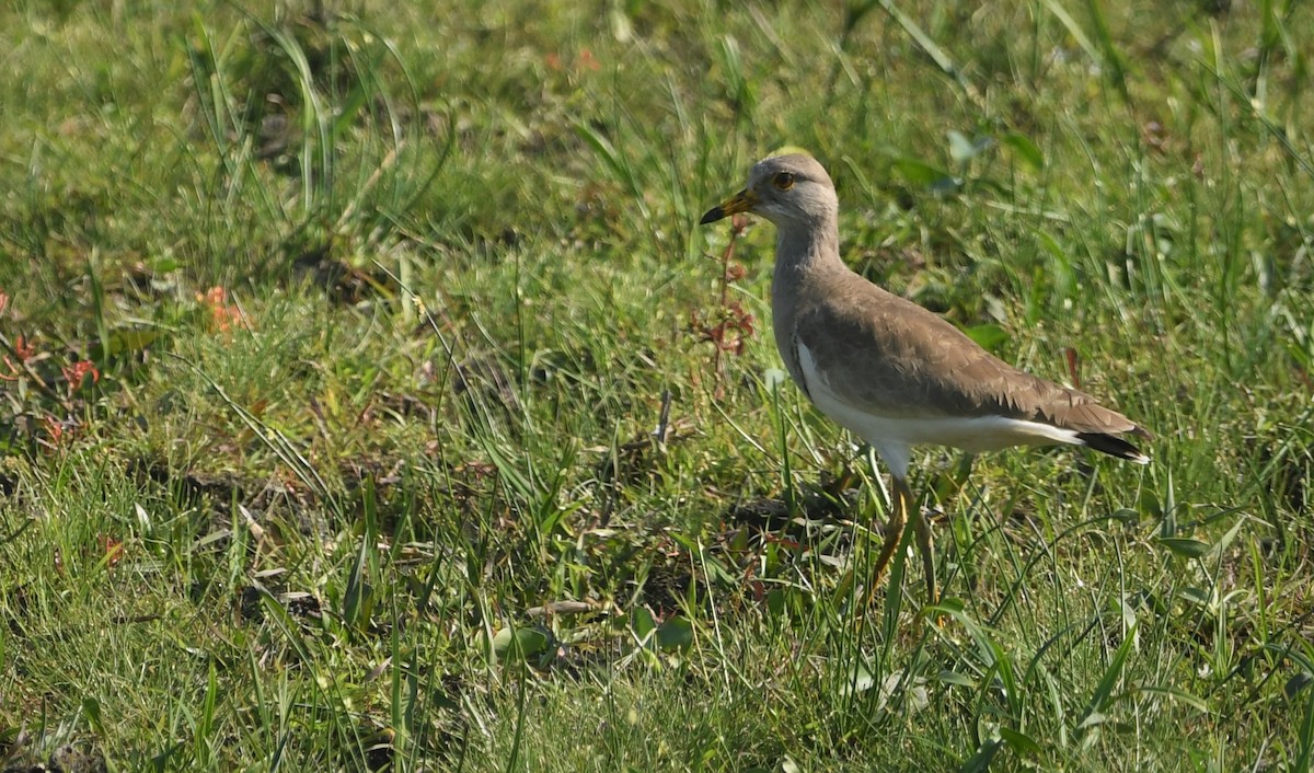 Саарал хавтгаалж - ML287046561