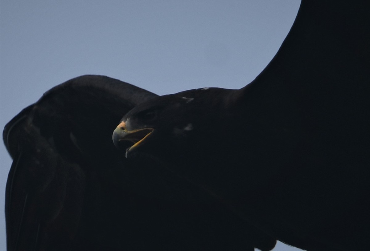 Black Eagle - ML287046621