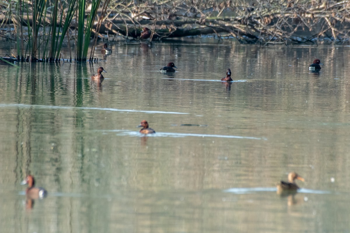 Ferruginous Duck - ML287046641