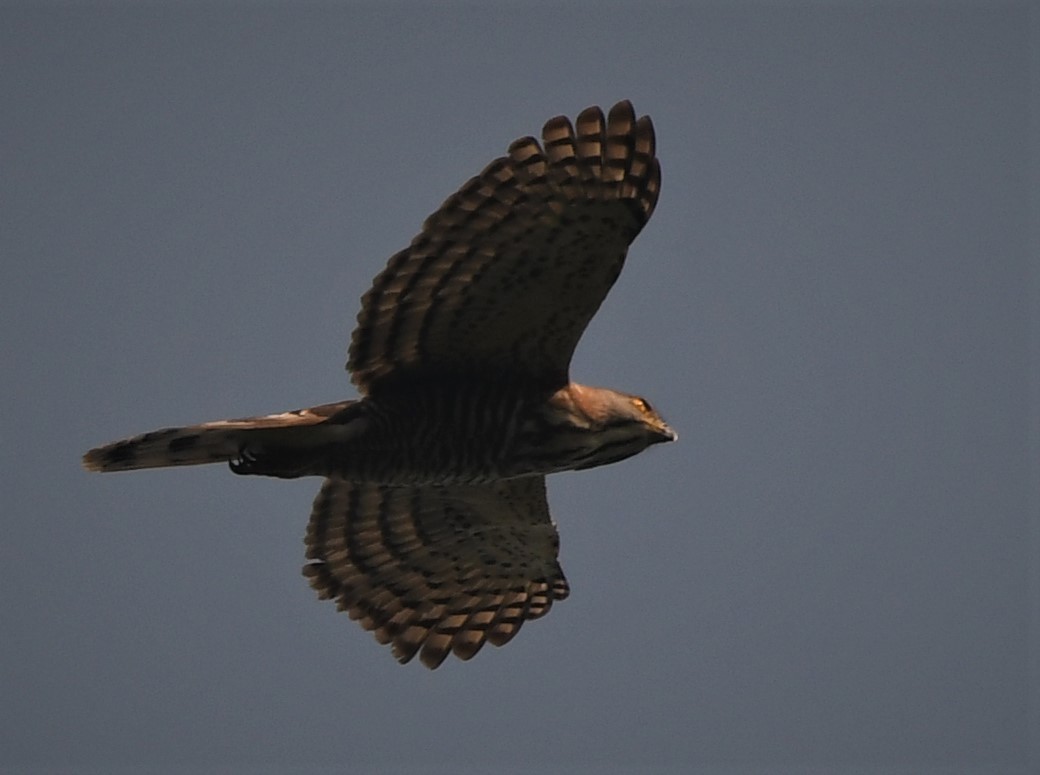 Crested Goshawk - ML287046771