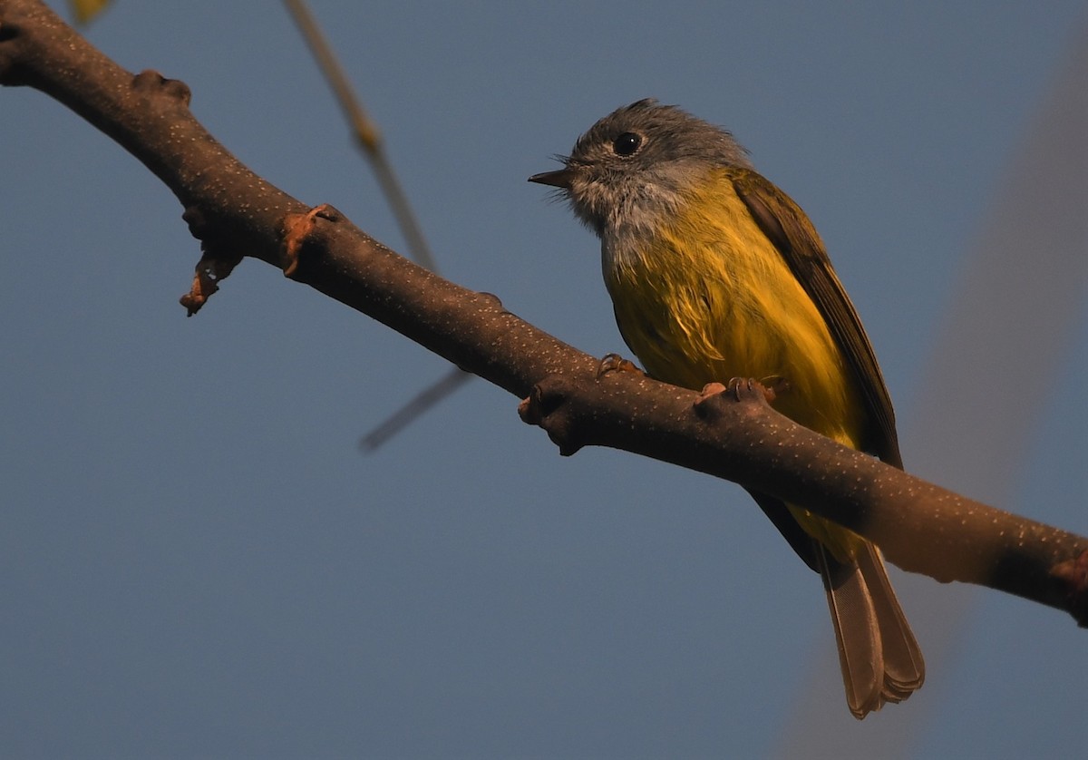 Gray-headed Canary-Flycatcher - ML287047141