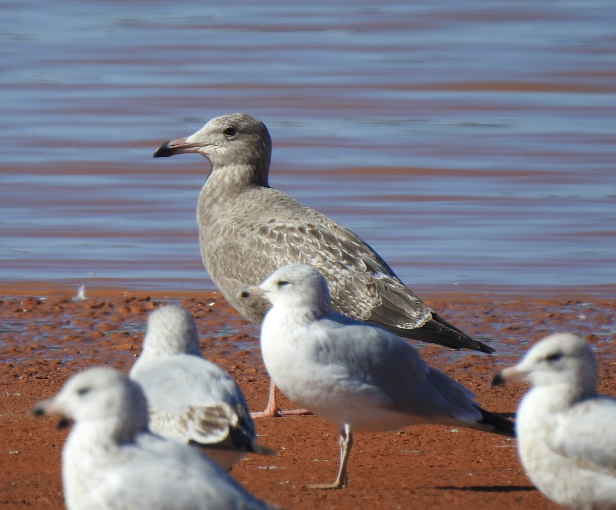 Herring Gull (American) - Daniel Lane