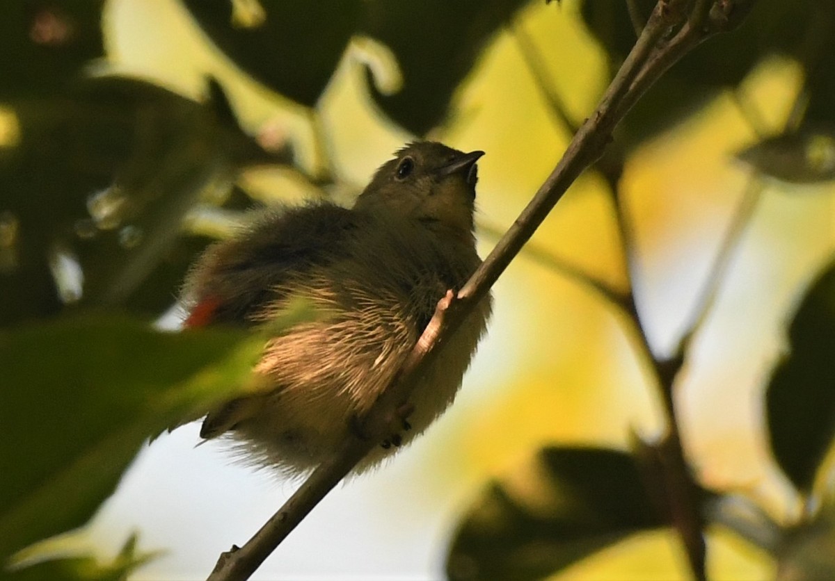 Scarlet-backed Flowerpecker - ML287047351