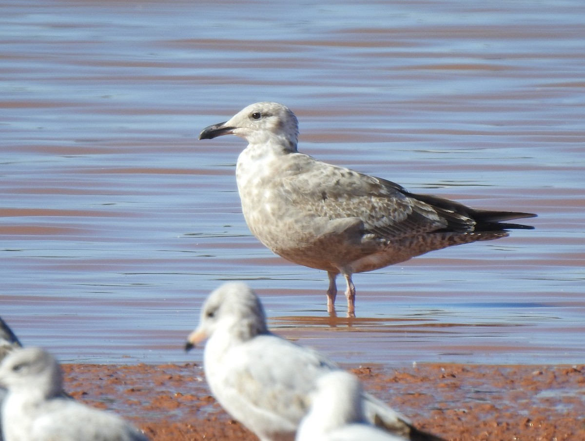 Herring Gull - Daniel Lane