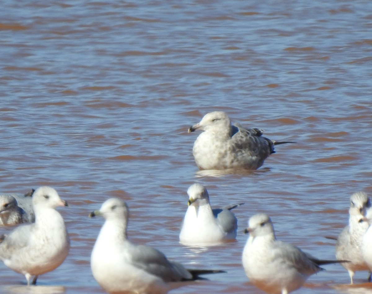 Herring Gull - ML287047571