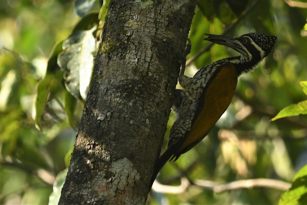 Greater Flameback - ML287047681