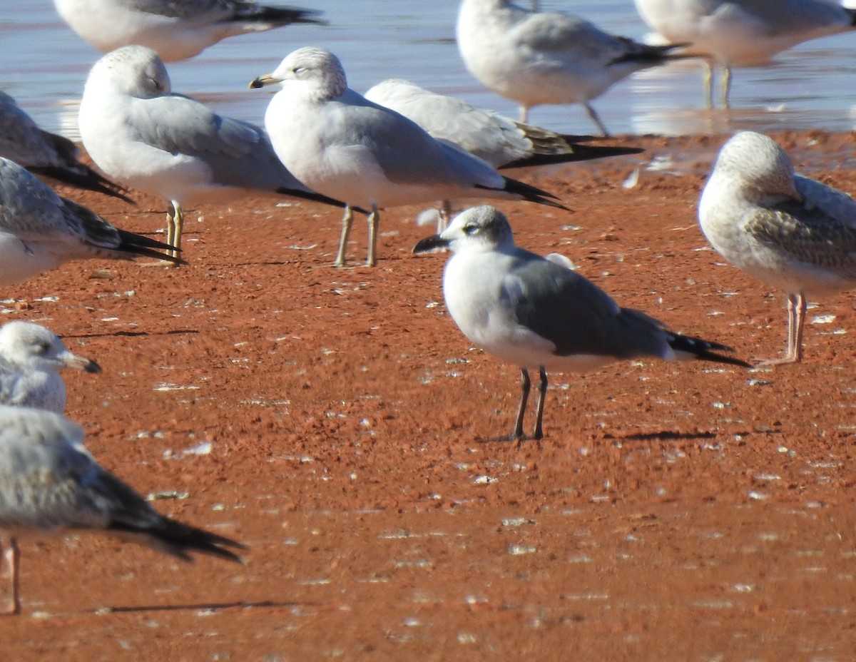 Laughing Gull - ML287047691