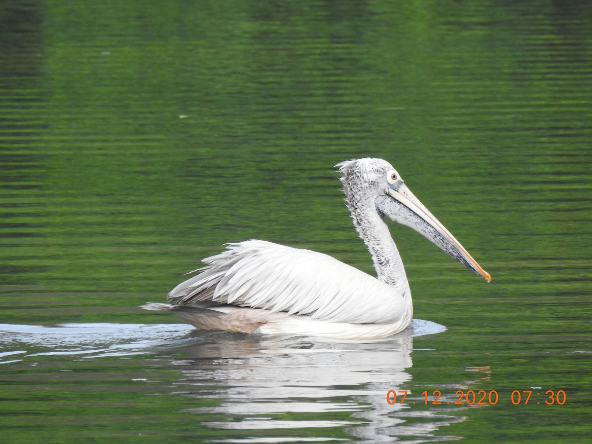 Spot-billed Pelican - Adharsh Bharathi
