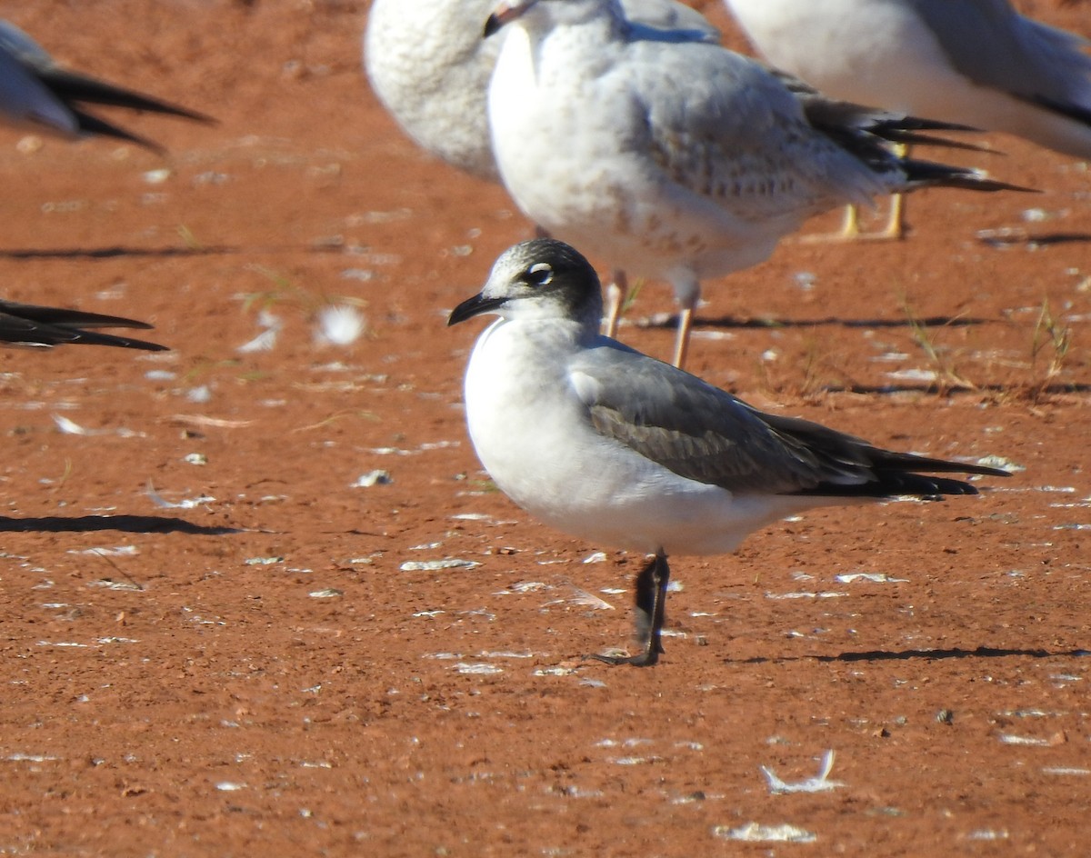 Mouette de Franklin - ML287047911