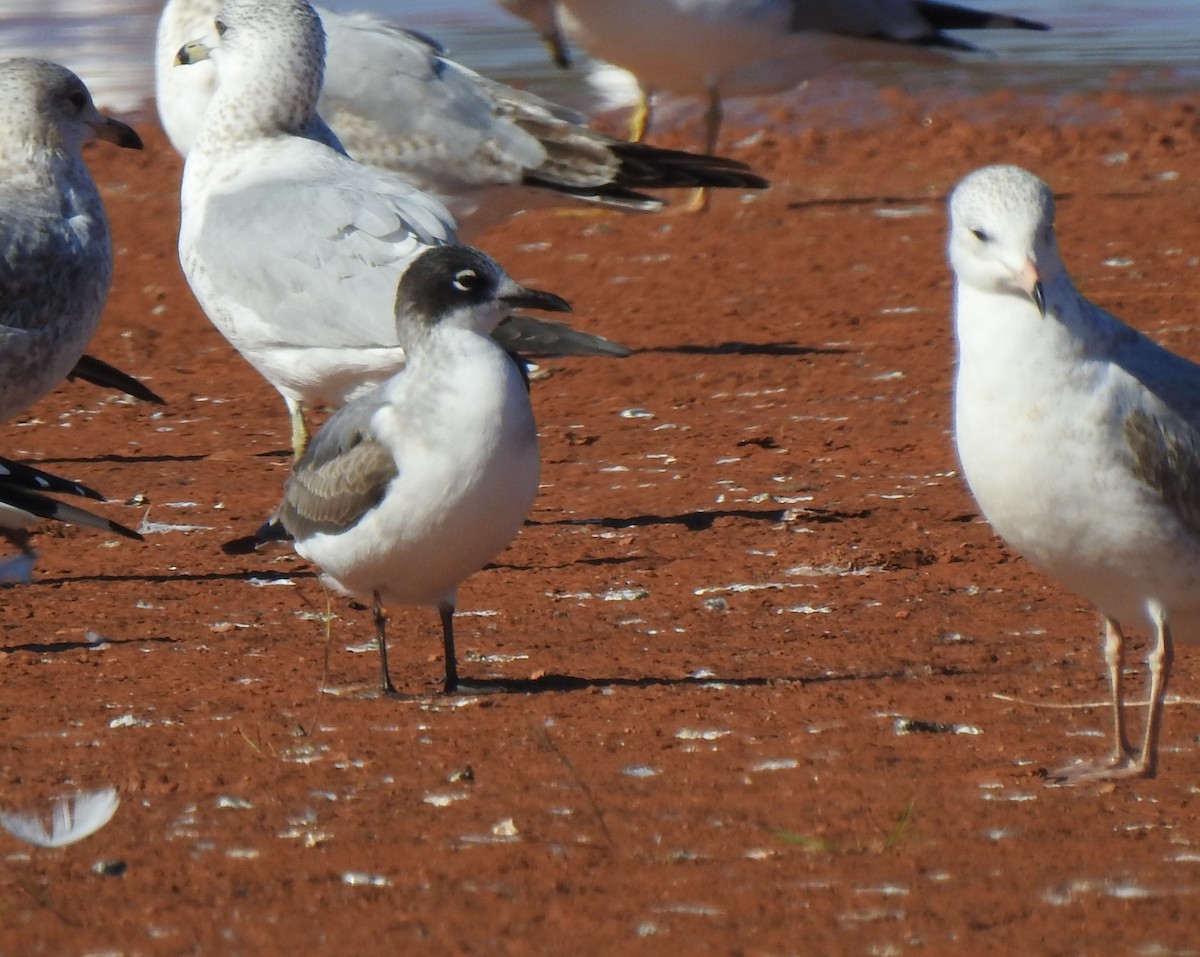 Franklin's Gull - ML287047971