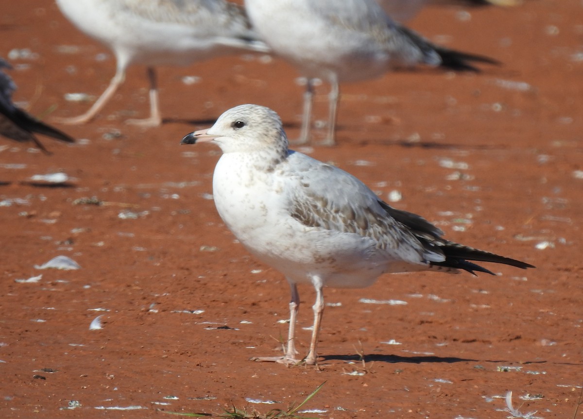 Ring-billed Gull - ML287048141