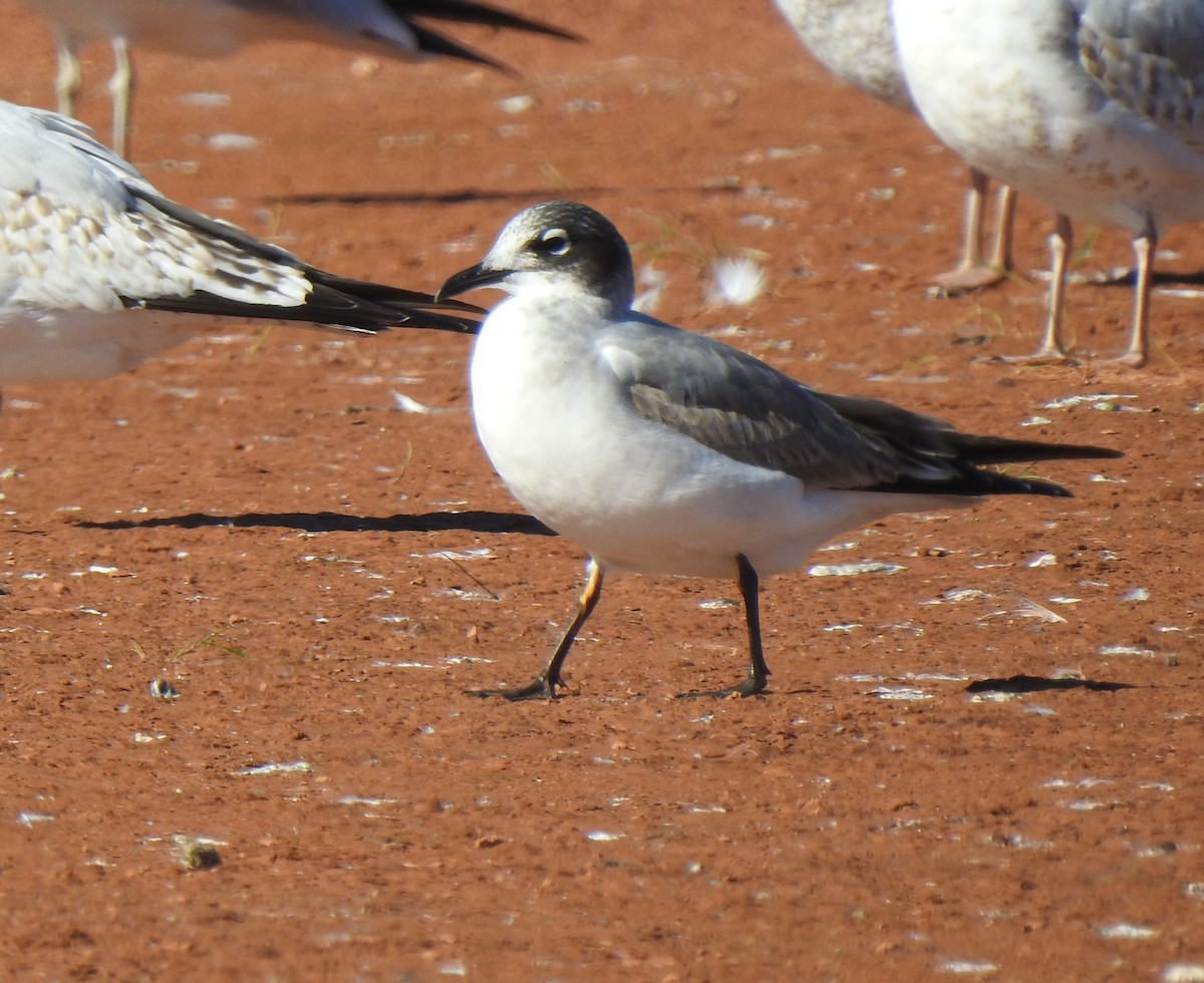 Mouette de Franklin - ML287048251