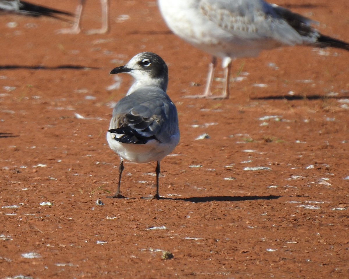 Franklin's Gull - ML287048281