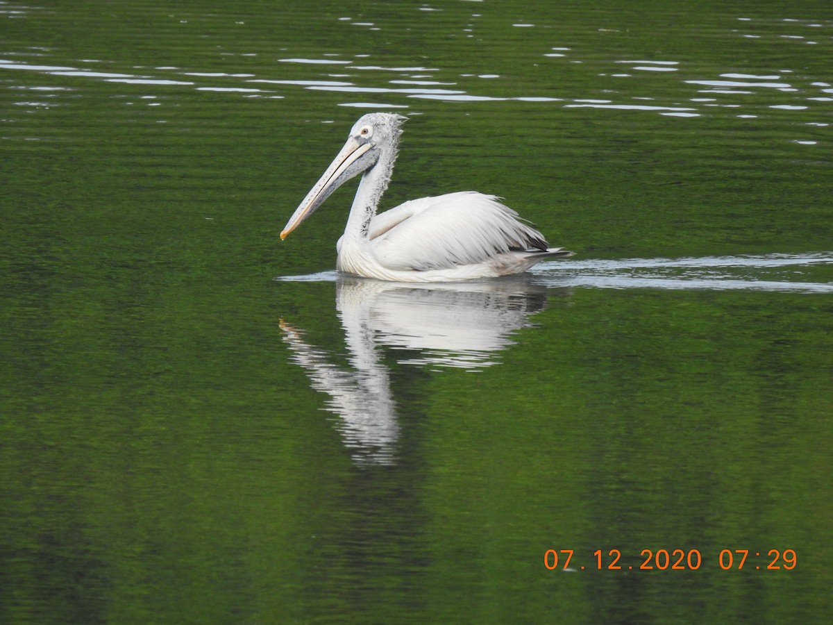 Spot-billed Pelican - Adharsh Bharathi