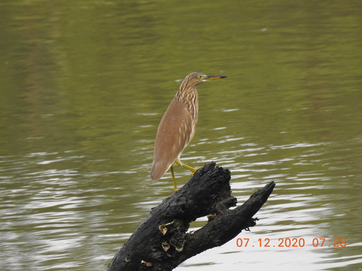 Indian Pond-Heron - Adharsh Bharathi