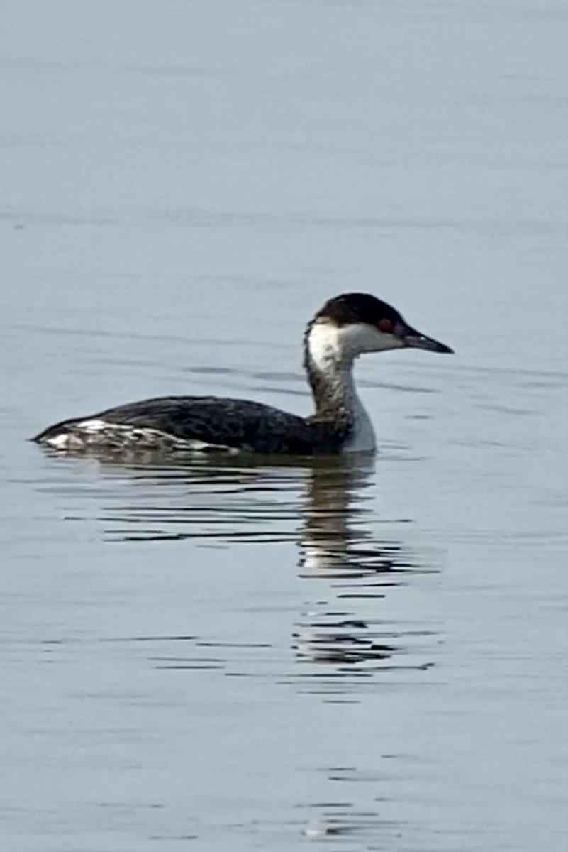 Horned Grebe - Soule Mary