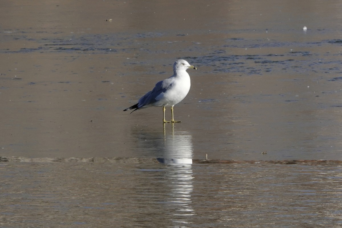 Ring-billed Gull - ML287056321