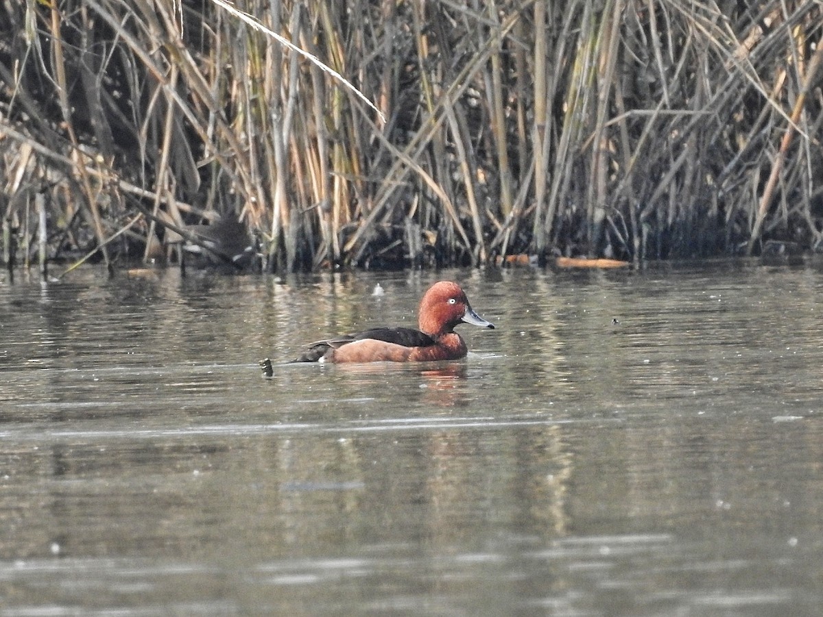 Ferruginous Duck - ML287056401