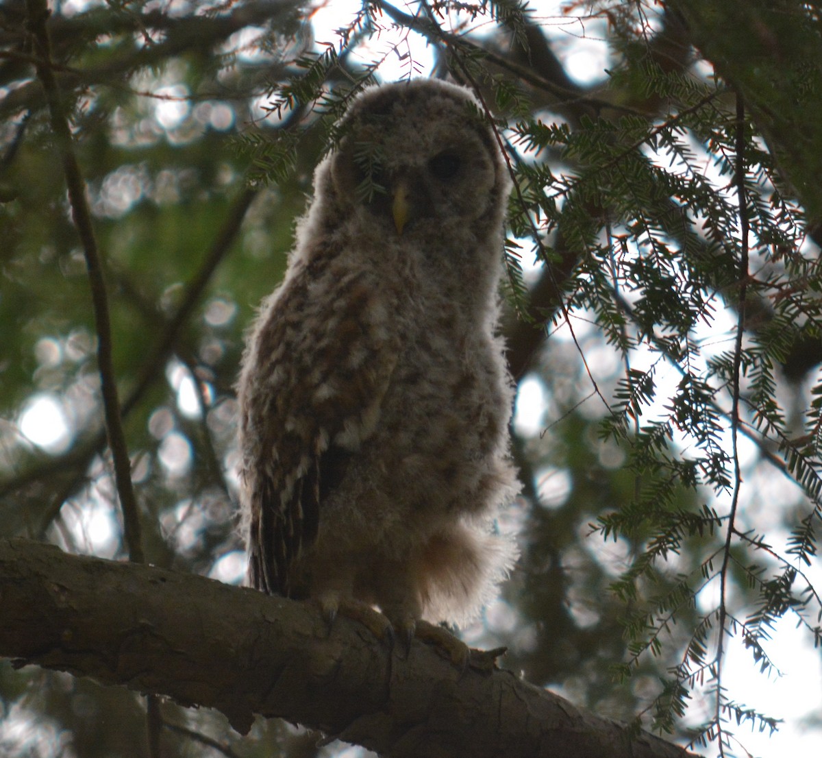 Barred Owl - ML28705681