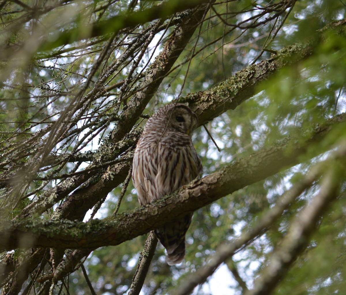 Barred Owl - ML28705711