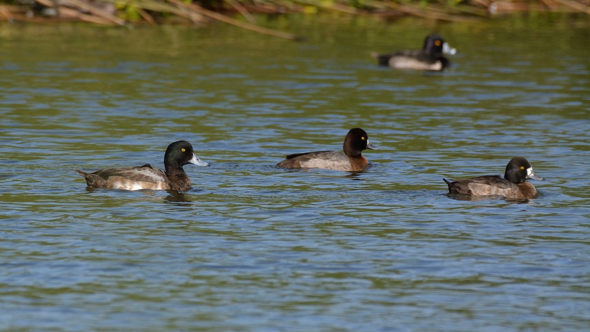 Greater Scaup - ML287057551