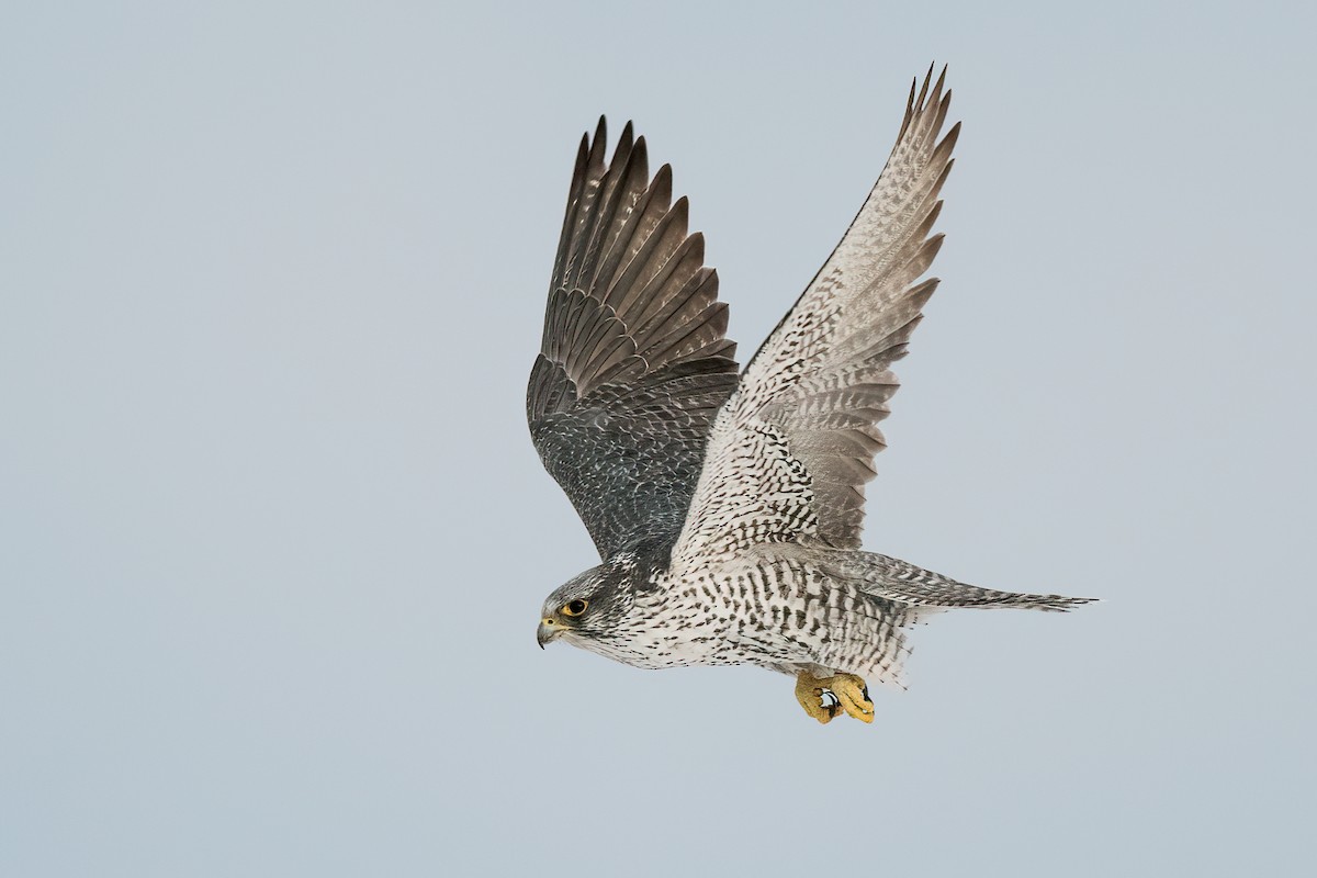 Gyrfalcon - Bob Bowhay