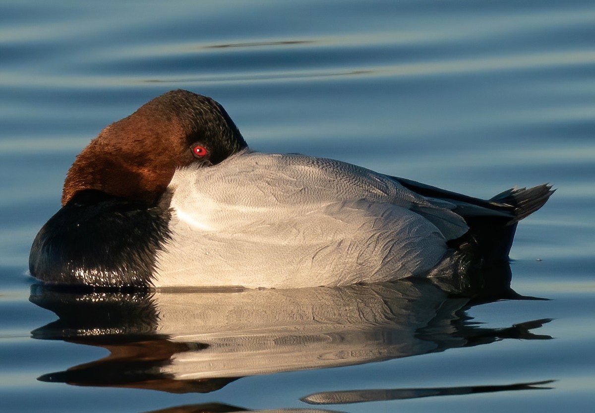 Canvasback - David C