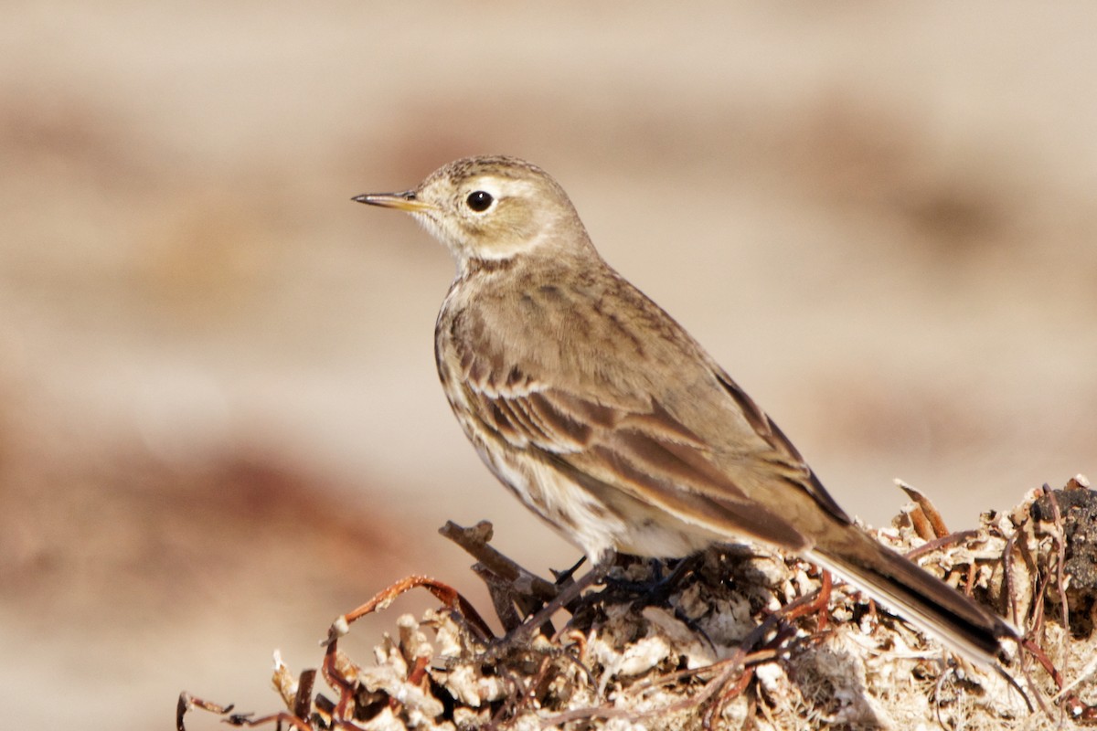 American Pipit - Susanne Meyer