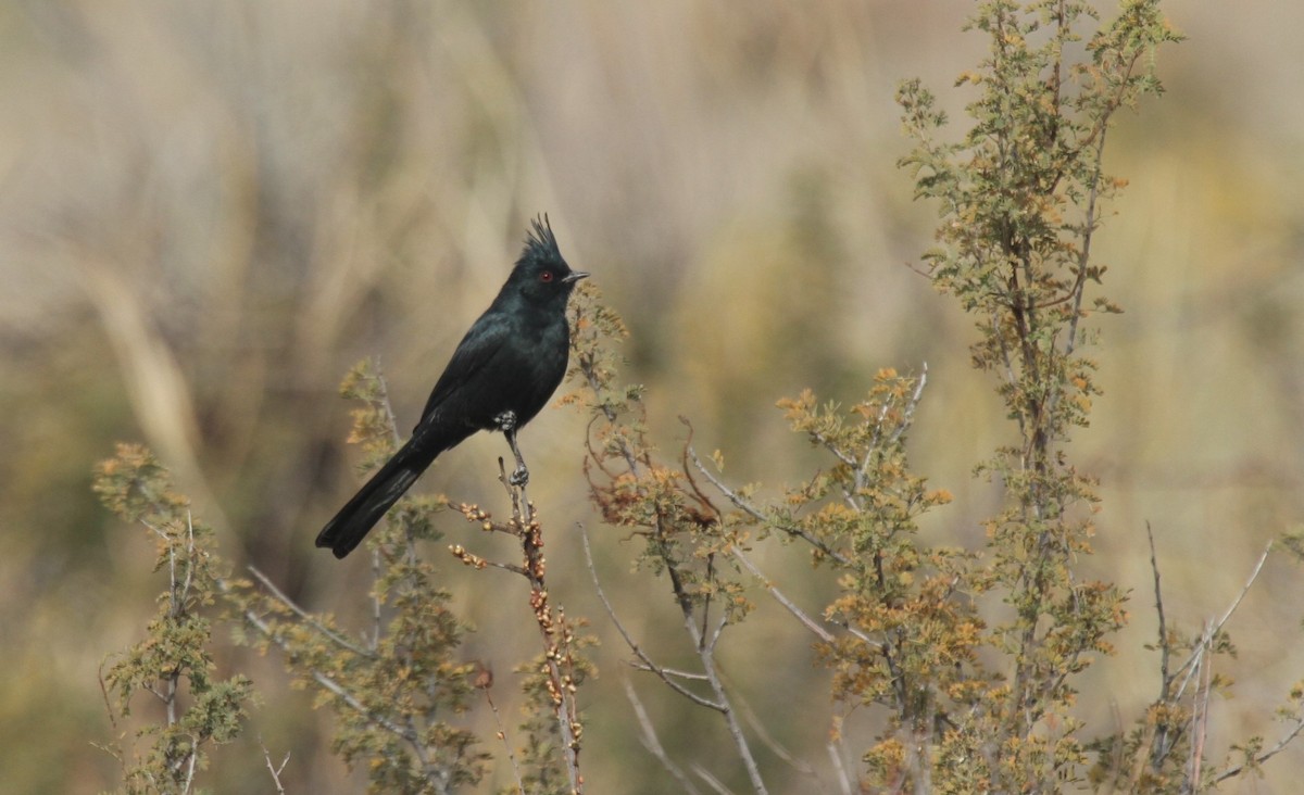 Phainopepla - Kendall Watkins