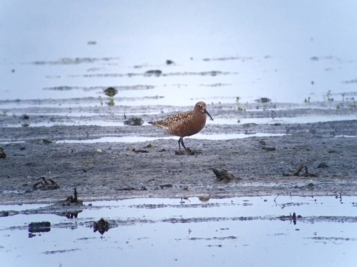 Curlew Sandpiper - Joe Hammond