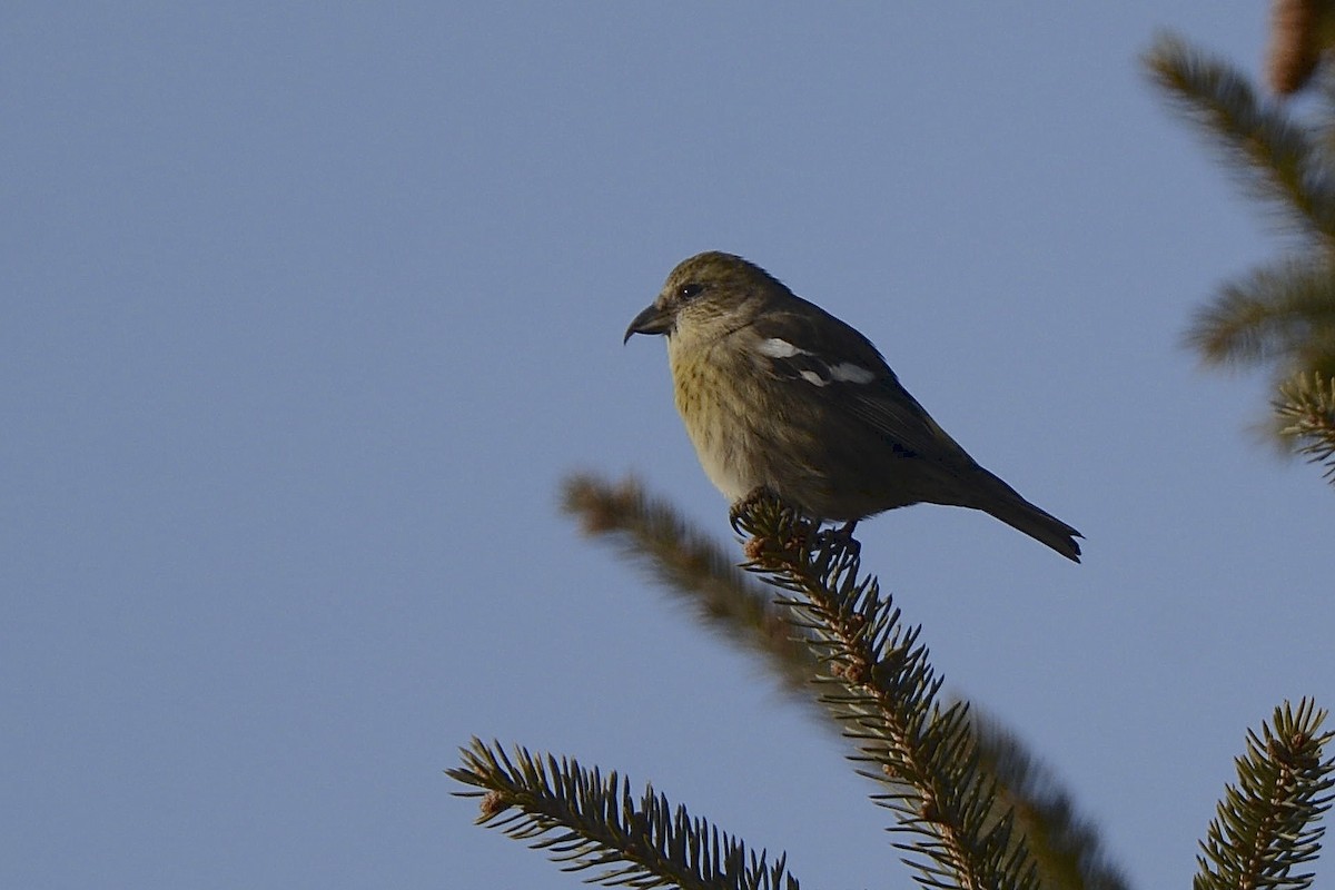 White-winged Crossbill - ML287060411