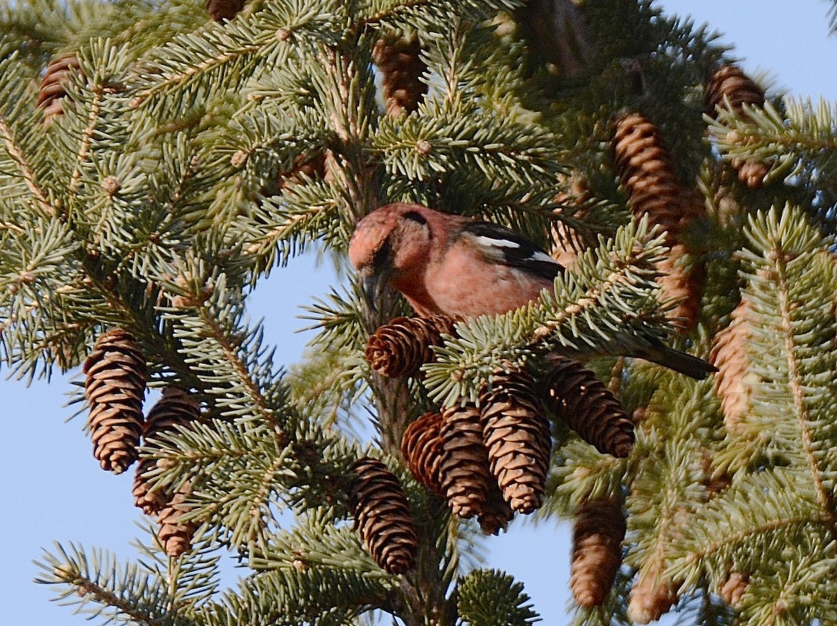 White-winged Crossbill - ML287060481