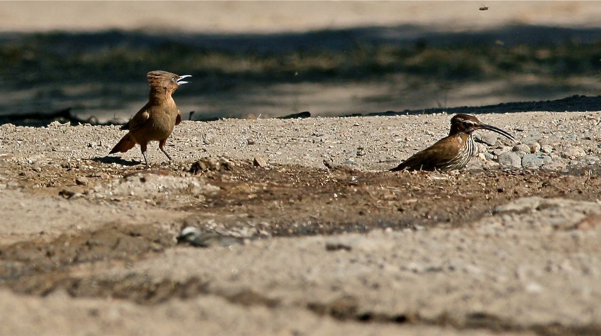 Brown Cacholote - ML287060651