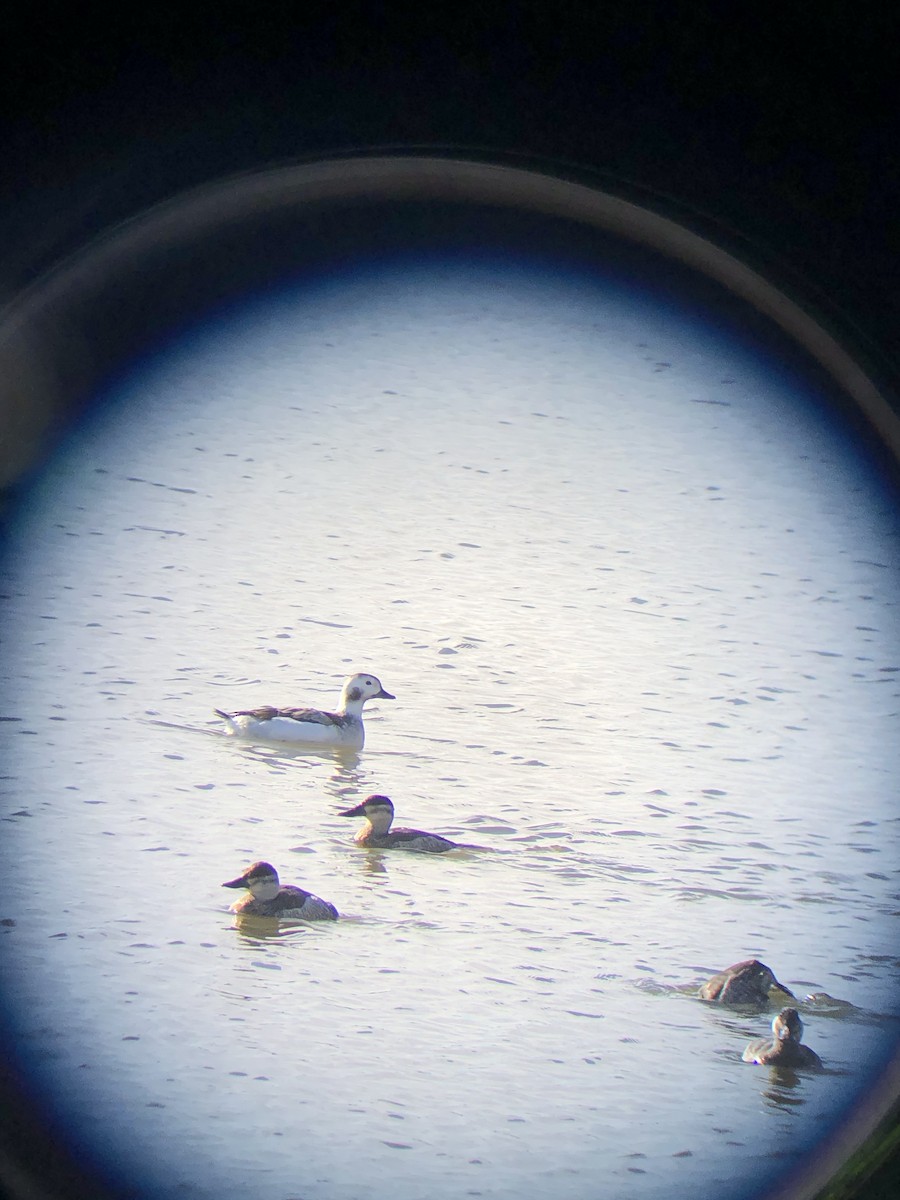 Long-tailed Duck - James Stammen