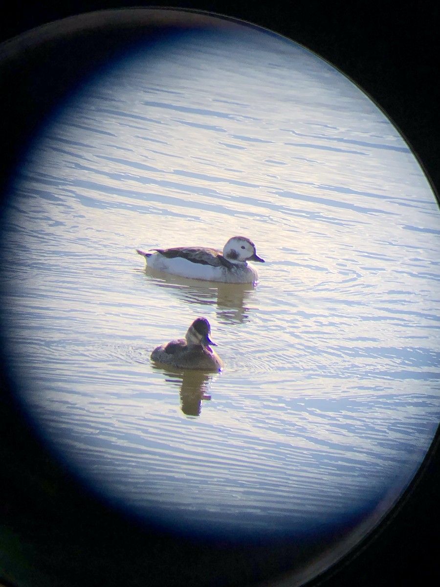 Long-tailed Duck - ML287061571