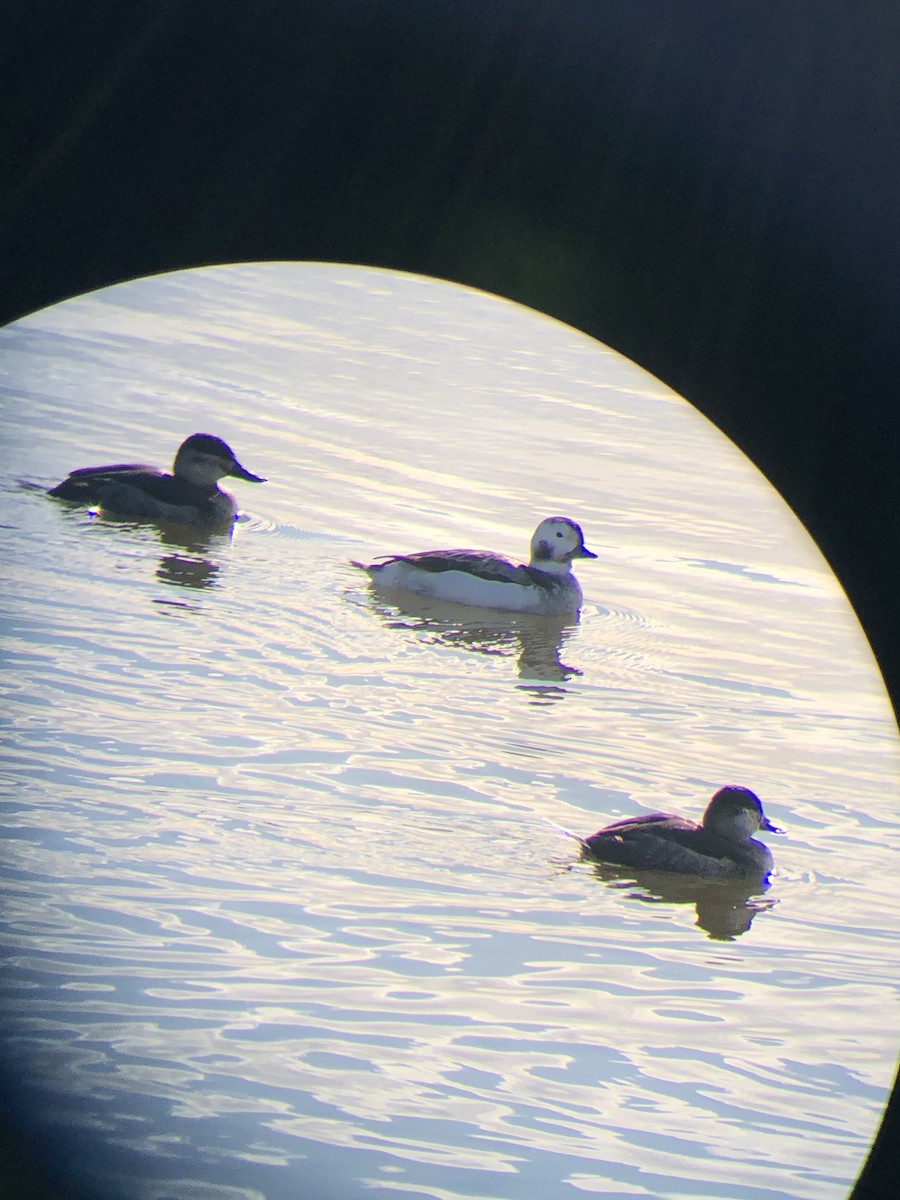 Long-tailed Duck - ML287061581