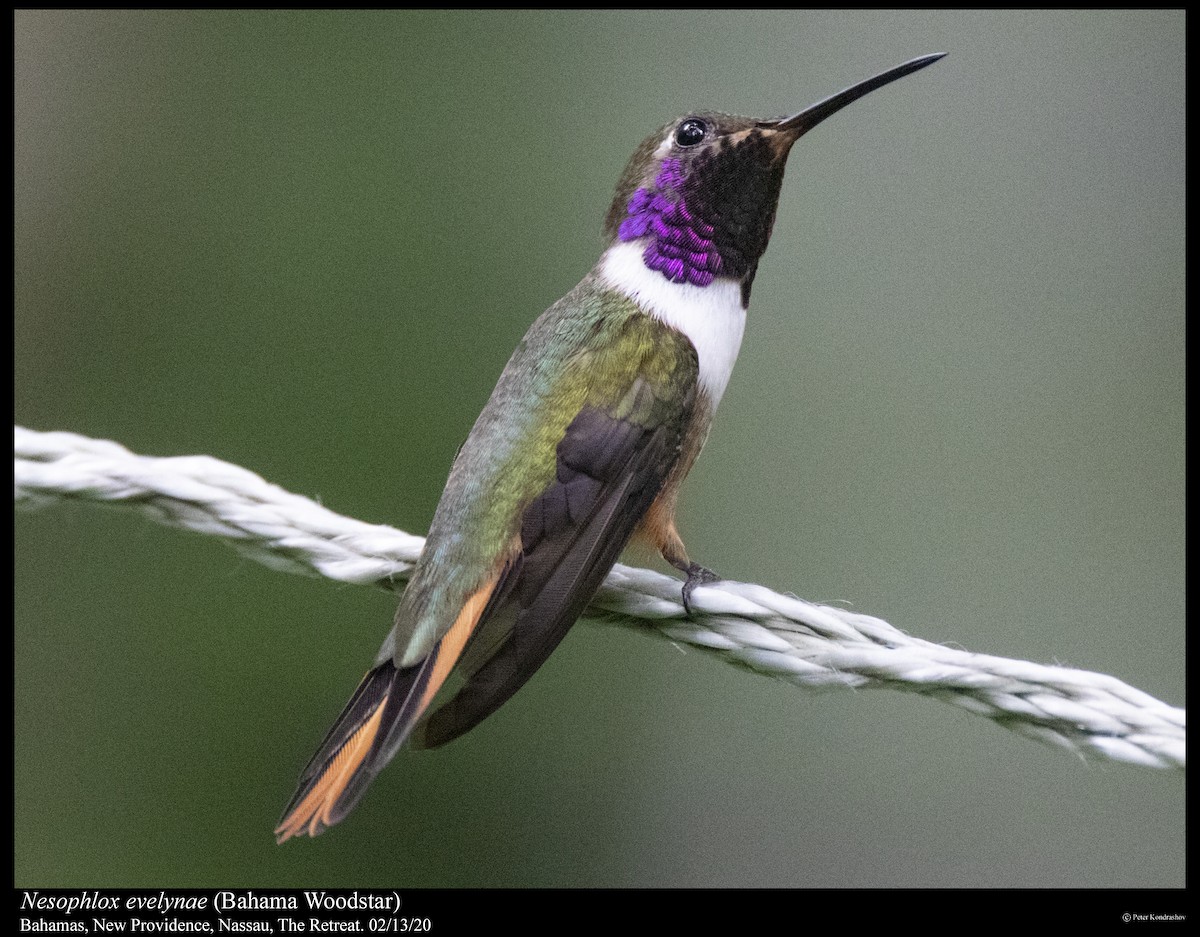 Bahama Woodstar - Peter Kondrashov