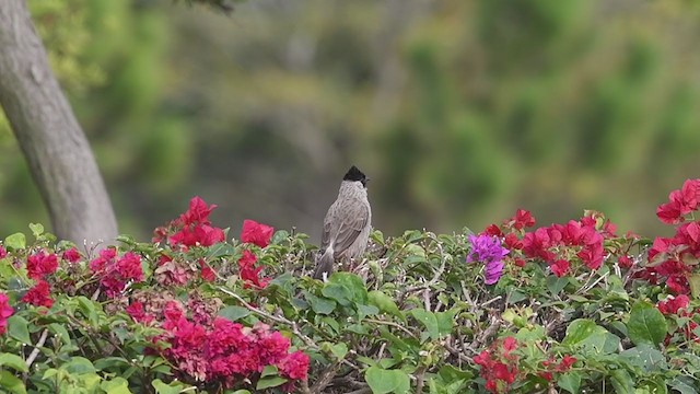 Bulbul cul-d'or - ML287062971