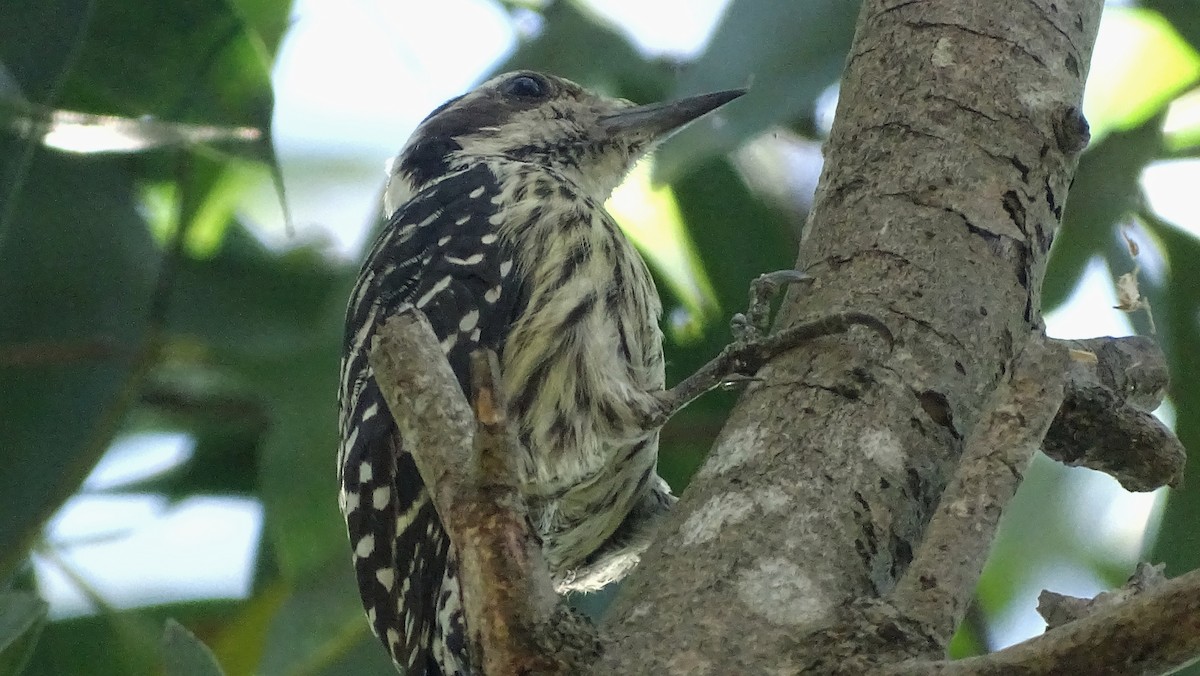 Philippine Pygmy Woodpecker - ML287063351