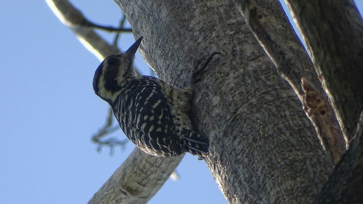 Philippine Pygmy Woodpecker - ML287063361
