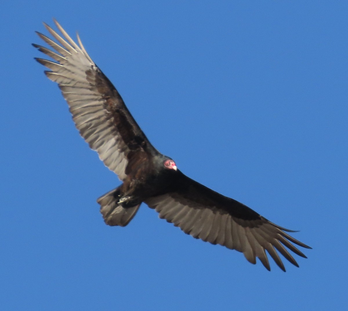 Turkey Vulture - Virginia Langdon-Lassagne