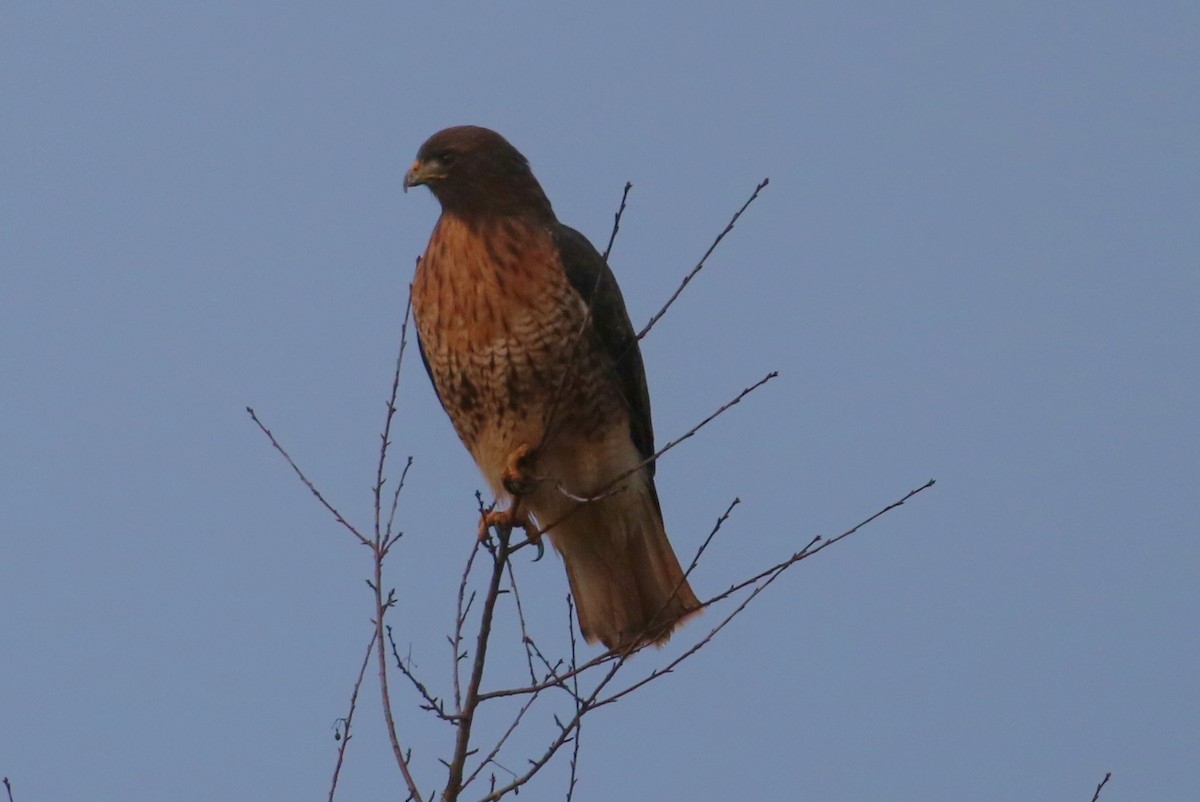 Red-tailed Hawk - John F. Gatchet