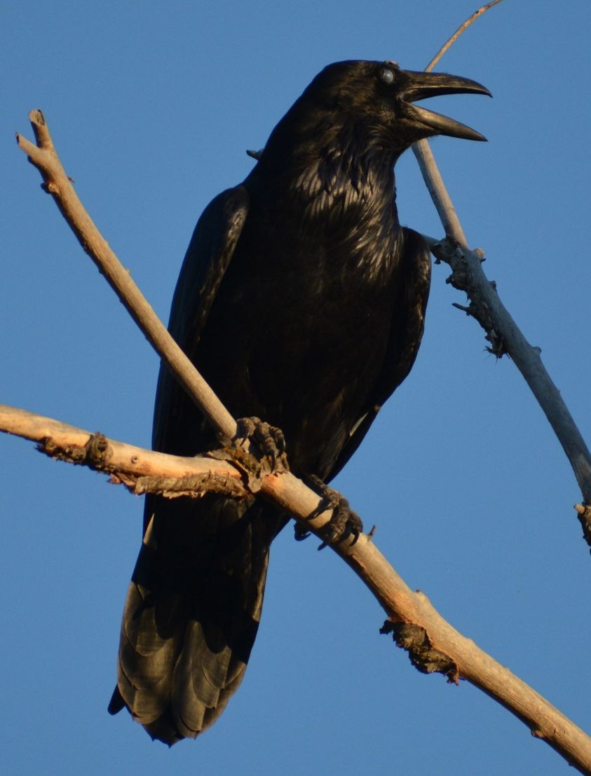 Common Raven - Filip Panusz