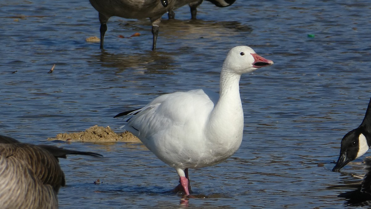Snow Goose - ML287068561