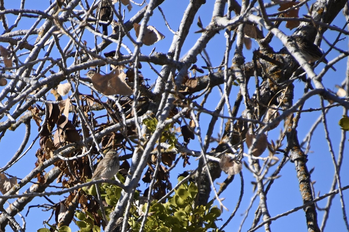 Savannah Sparrow - ML287069621