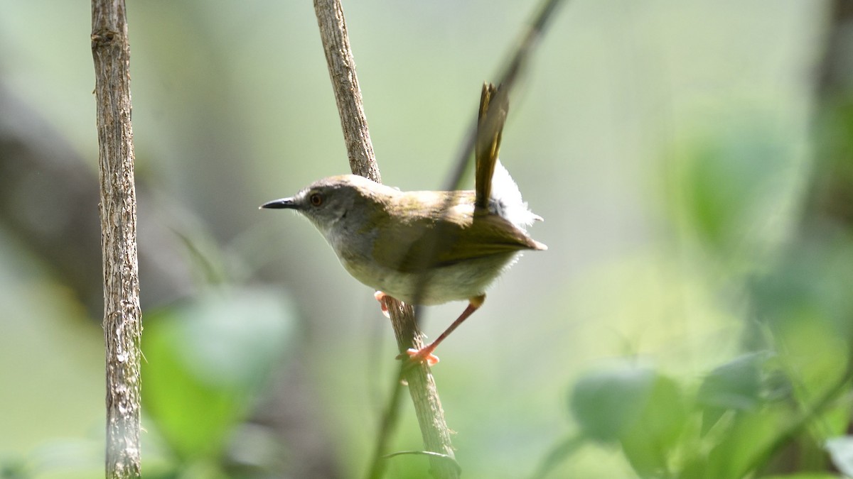 Green-backed Camaroptera - Clayton Burne